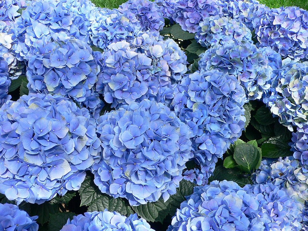 アジサイ（紫陽花）