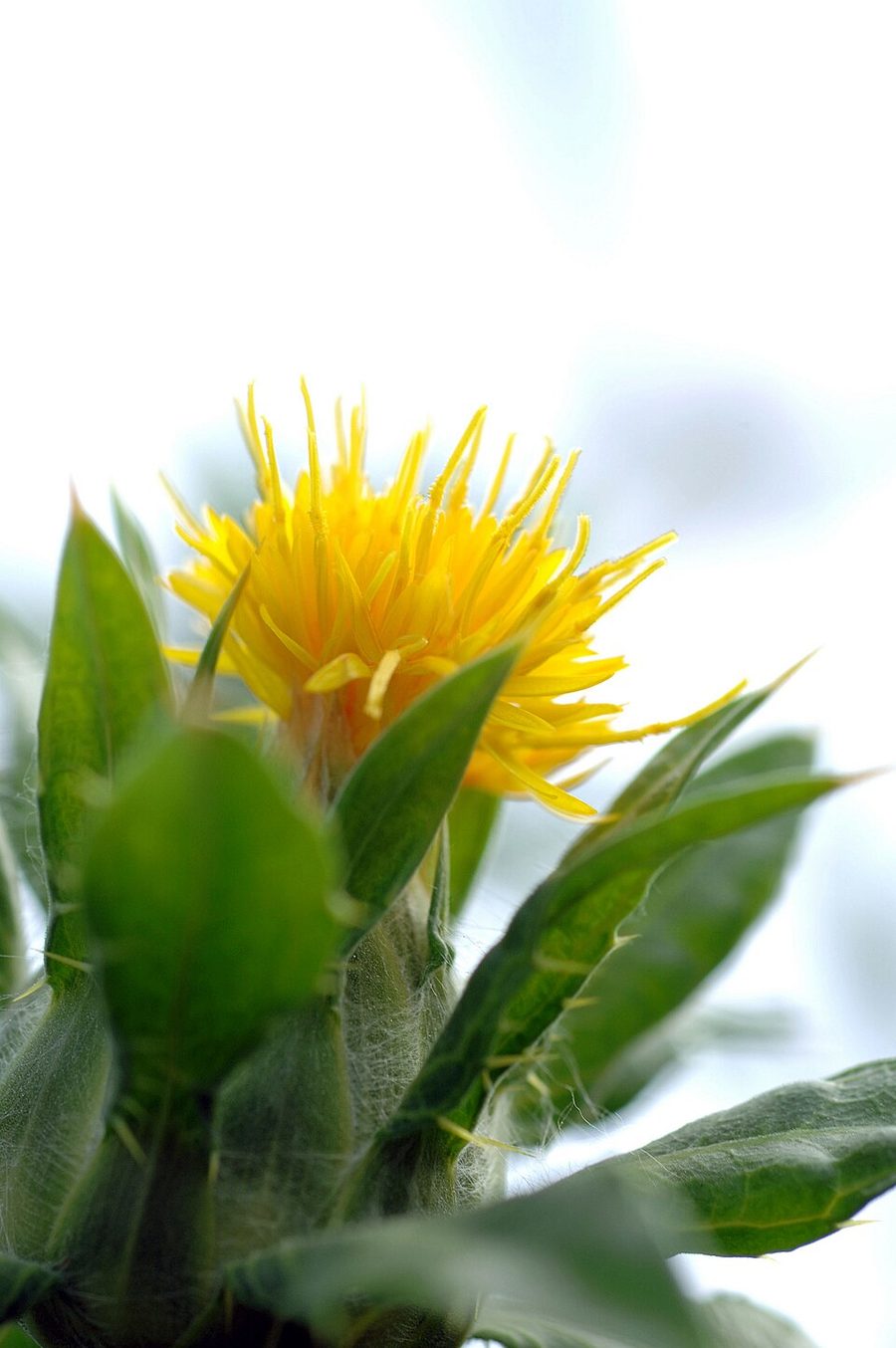 咲き誇るベニバナの花