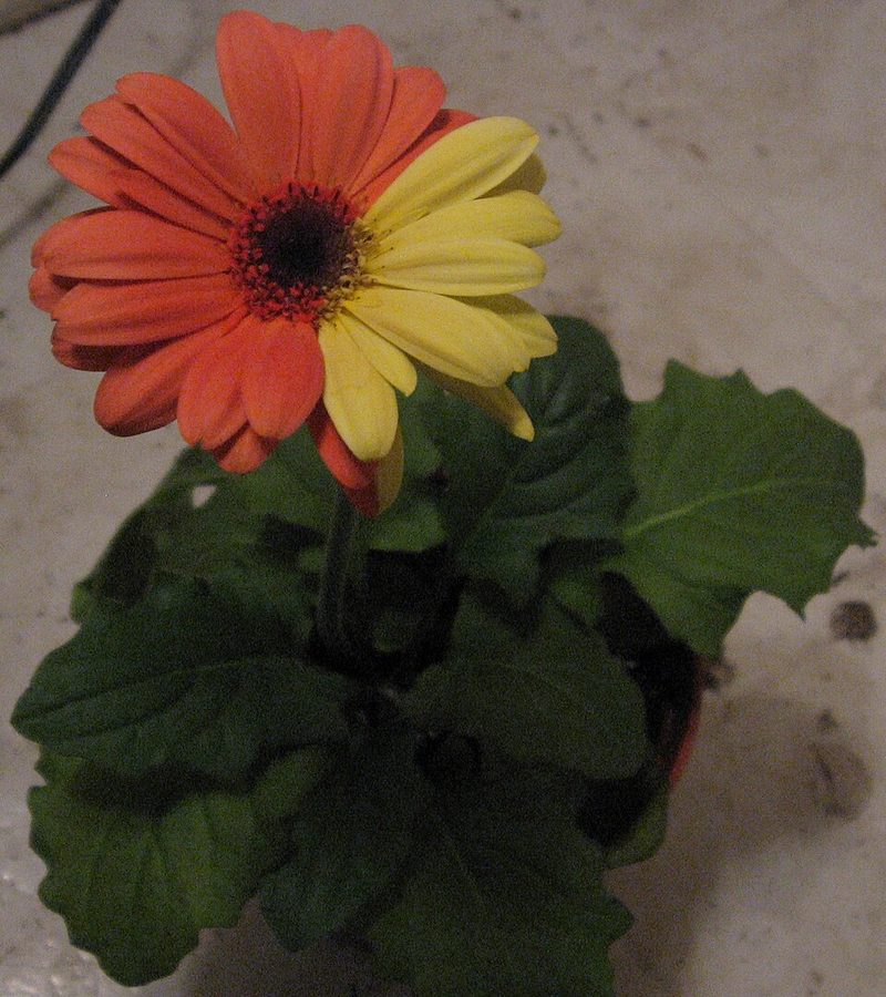 ガーベラの切り花
