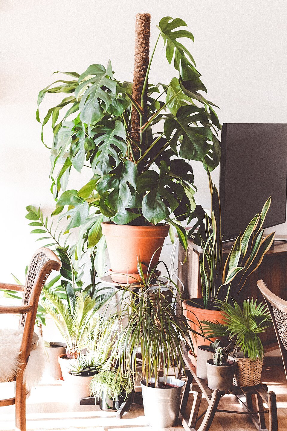 観葉植物のある明るいリビング