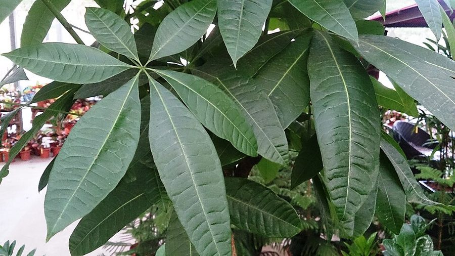 縁起の良い観葉植物