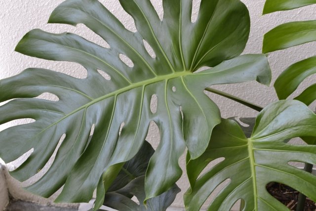 モンステラ(観葉植物)