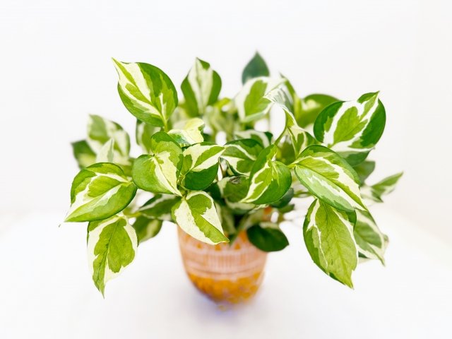 ポトス(観葉植物)