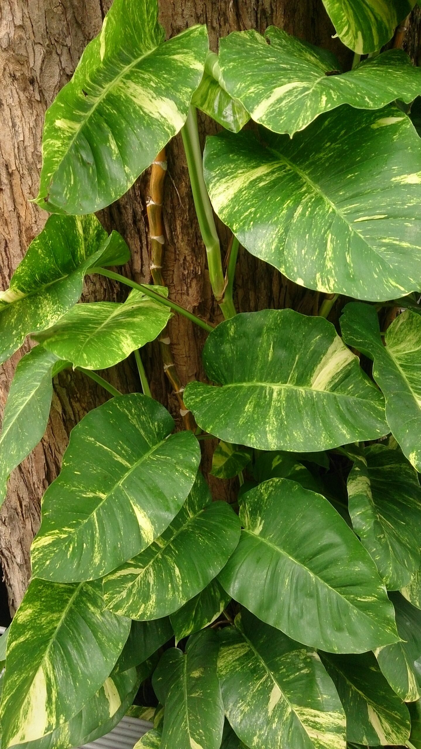 ポトス（観葉植物）
