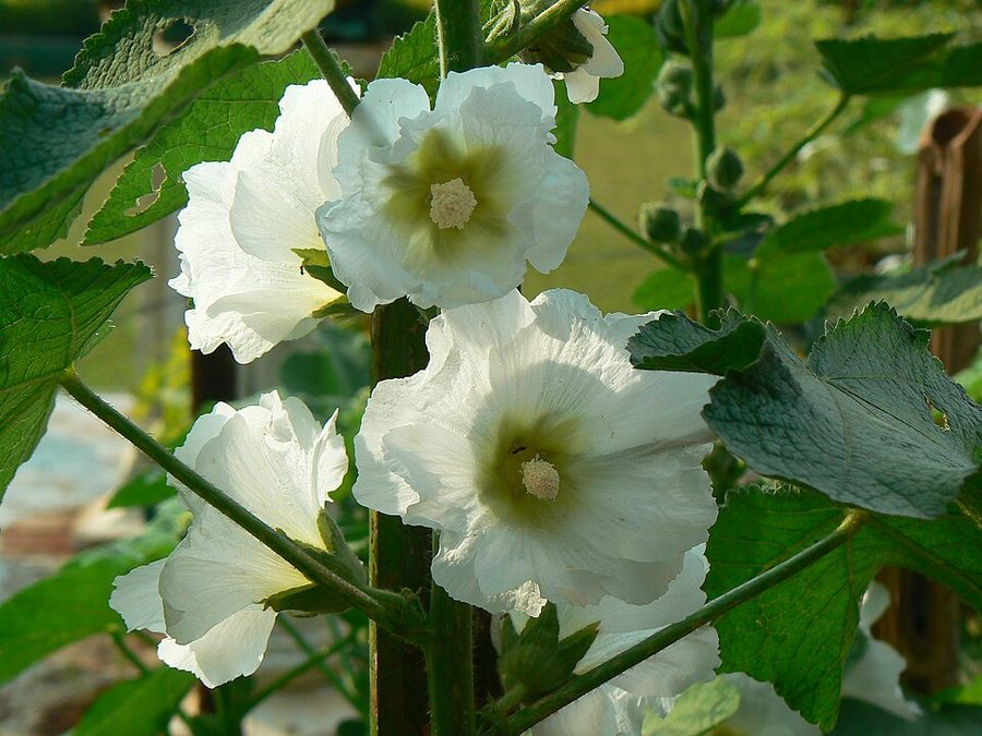 初夏の花・タチアオイ
