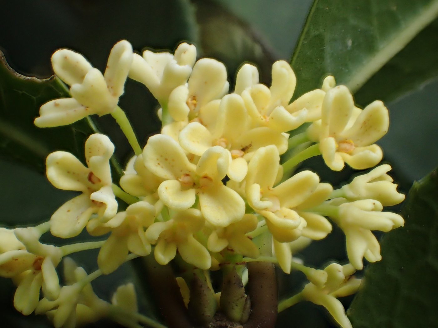 木犀の花