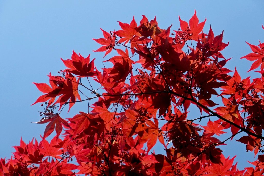 真っ赤に紅葉したもみじ