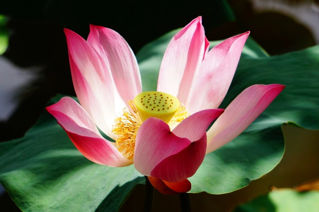 ピンクの蓮の花